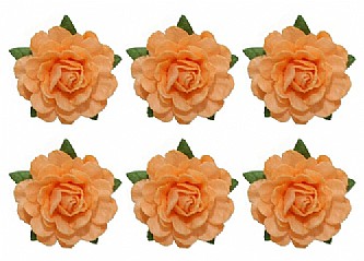 ��� ���� ���� �� TEA ROSE ���� ����